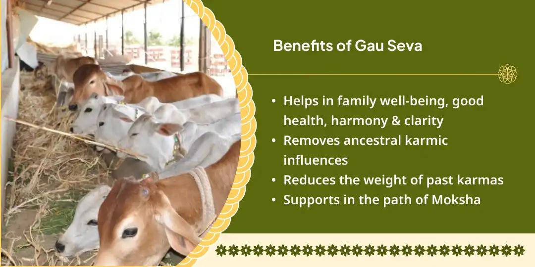 Gau Mata Seva in Mathura