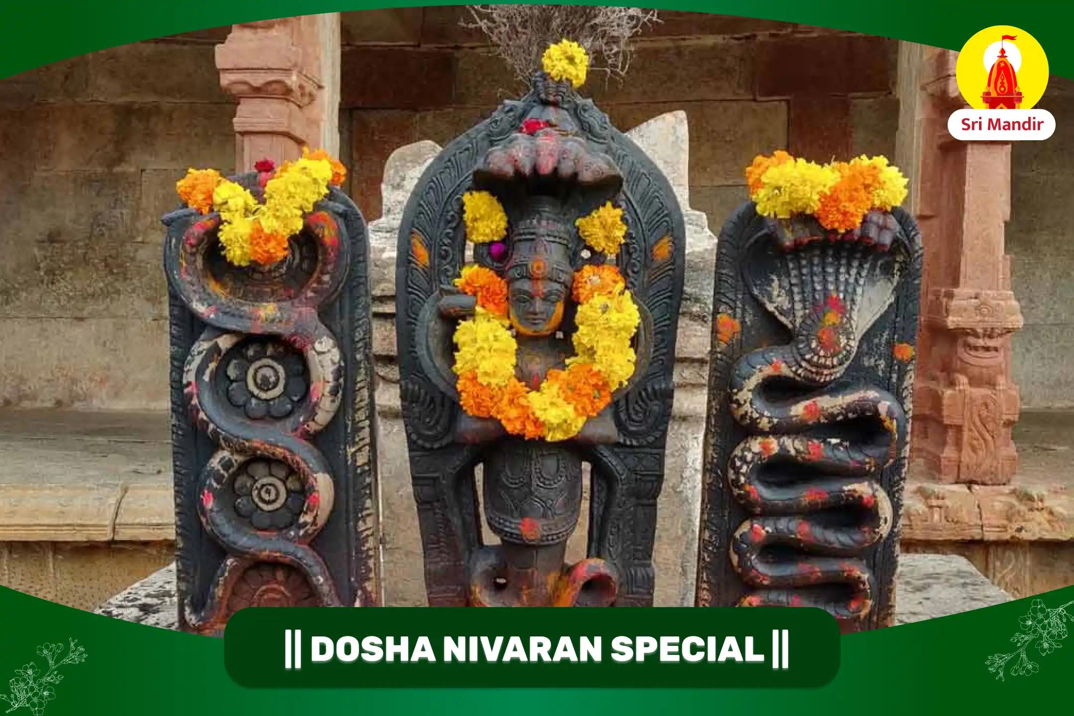 Kaal Sarp Dosha Nivaran Puja and Rahu Ketu Shanti Yagya For Personal & Professional Stability 