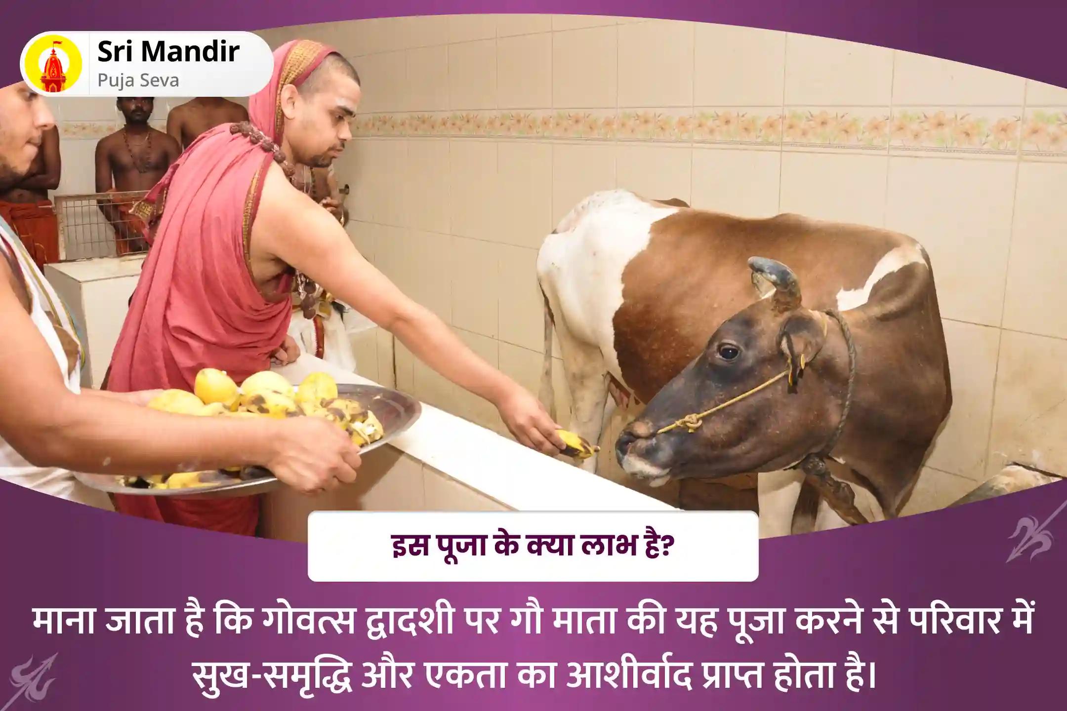 परिवार में सुख-समृद्धि और एकता के लिए गोवत्स द्वादशी गौ पूजन विशेष गौ वात्सल्य षोडश पूजन, गौ अलंकार एवं अभिषेक