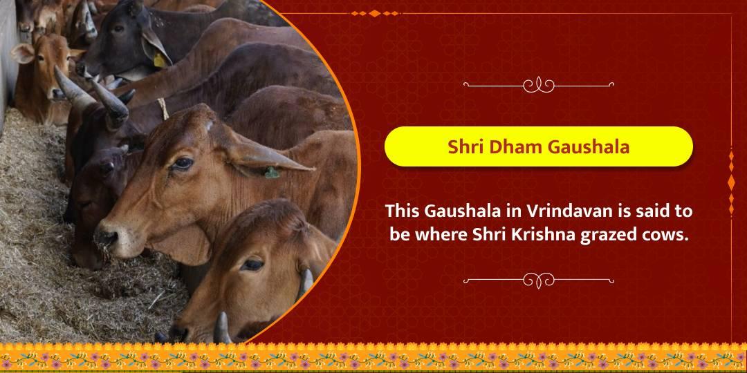 Shri Dham Gaushala