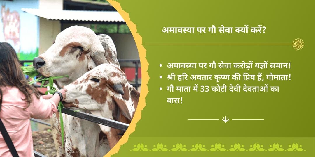 सावन अमावस्या कृष्ण नगरी वृंदावन गौसेवा