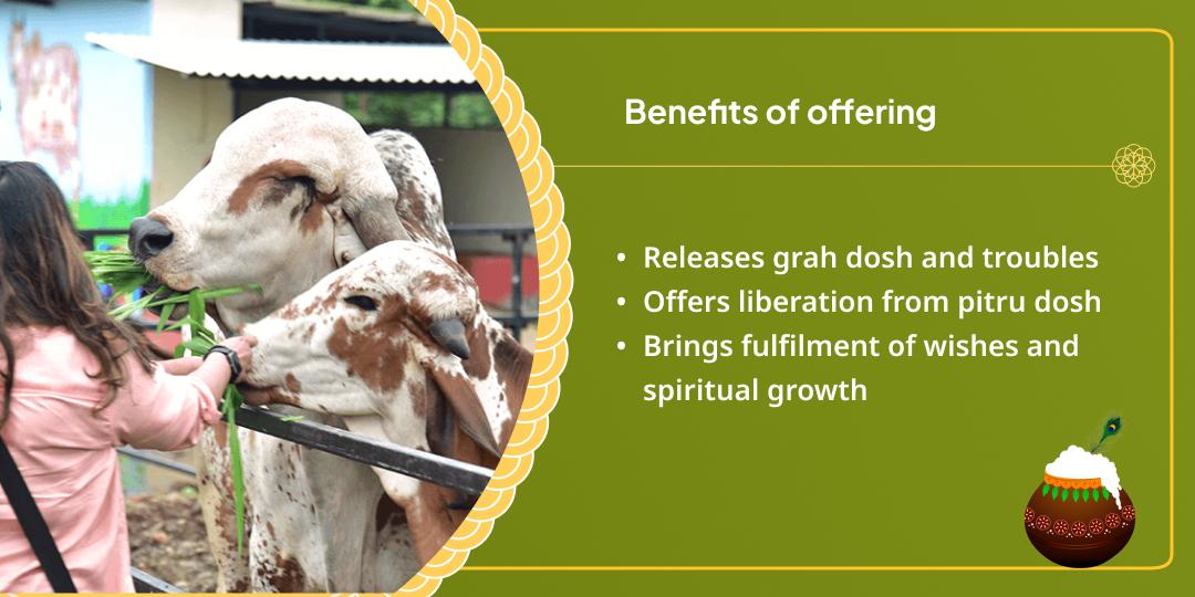 Krishna Janmashtami Vrindavan Dham Gau Seva