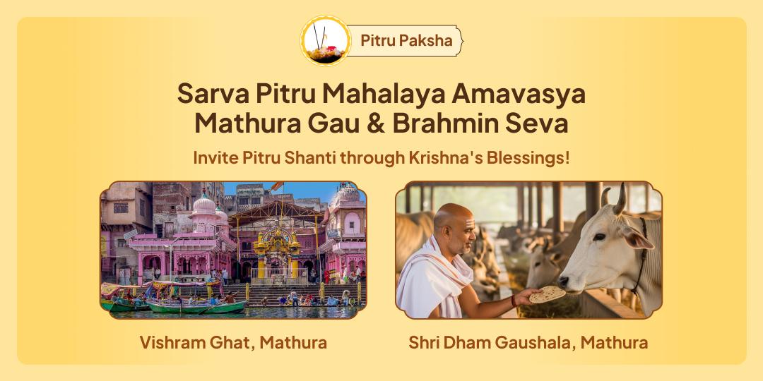On the last day of Pitru Paksha, perform Sarva Pitru Shanti Seva – Perform Gau Seva and Brahmin Seva in Mathura to receive divine blessings.