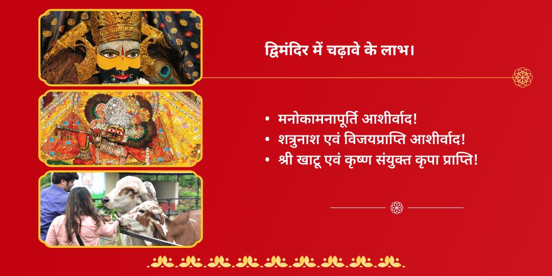 ग्यारस-गोवत्स द्वादशी खाटू एवं श्री कृष्ण द्विमंदिर चढ़ावा एवं गौसेवा