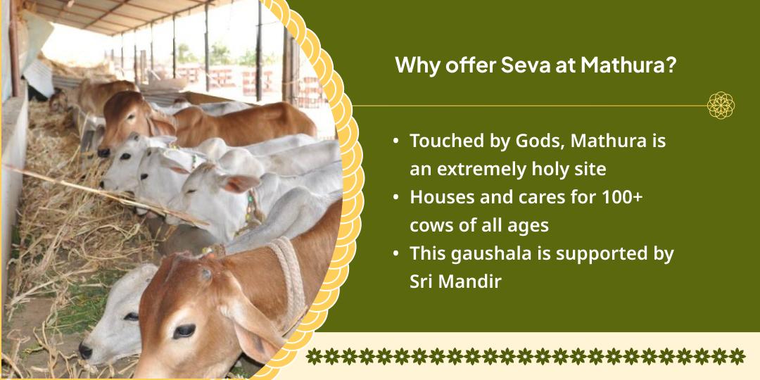 Gau Mata Seva in Mathura