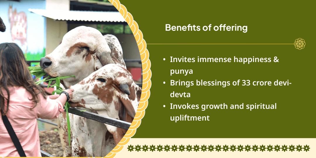 Gau Mata Seva in Mathura (A Noble Deed on the Onset of 2026)