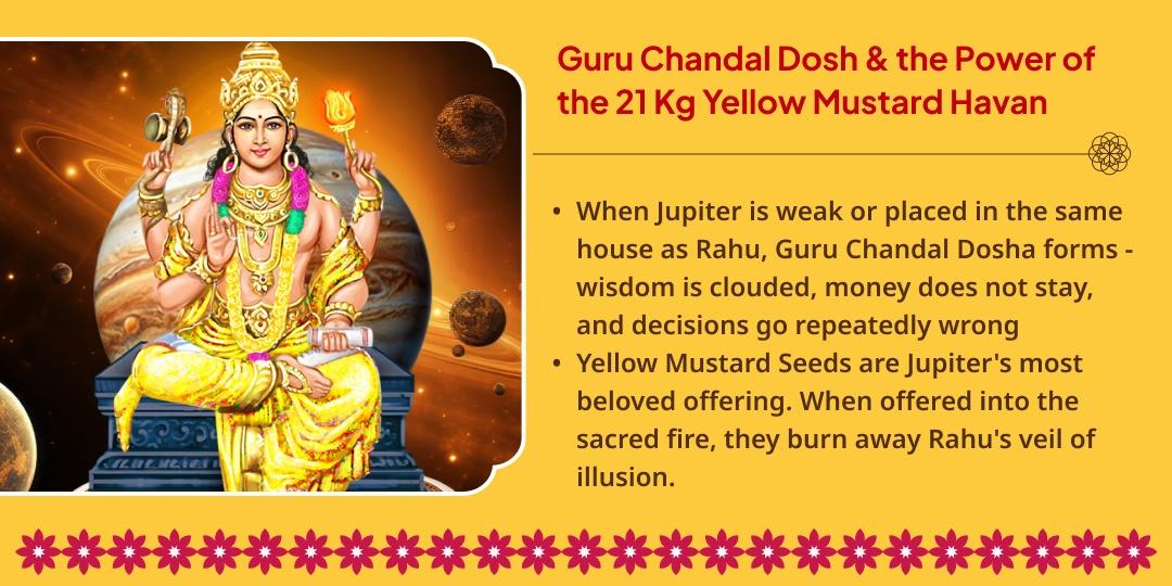 Guru Gochar Guru Chandal Dosh Nivaran 21 Kg Yellow Mustard Seeds Havan Ahuti