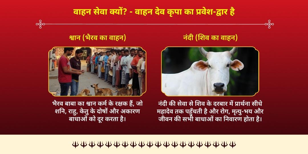 अधिक सोमवार कालाष्टमी शिव - भैरव प्रिय वाहन श्वान एवं नंदी सेवा