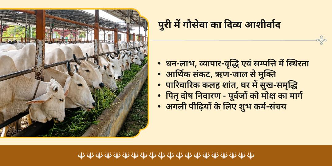 रथ यात्रा प्रथम दिवस पुरी गौशाला में 101kg हरा चारा-गुड़ गौसेवा