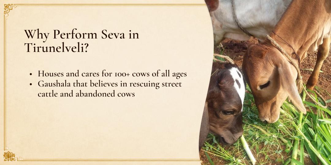 Gau Mata Seva in Tirunelveli