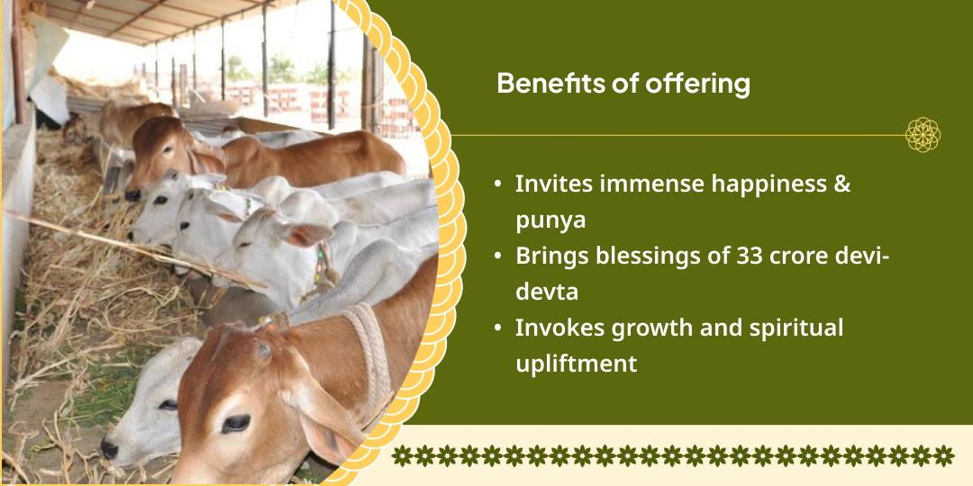 Gau Mata Seva in Mathura