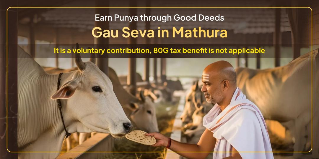 Gau Mata Seva in Mathura