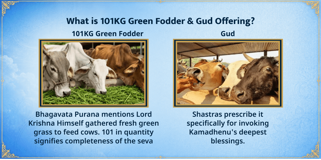 Putrada Ekadashi 101KG Green Fodder & Jaggery Gau Mata Seva 
