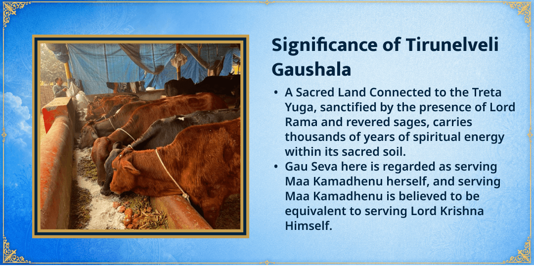 Putrada Ekadashi 101KG Green Fodder & Jaggery Gau Mata Seva 