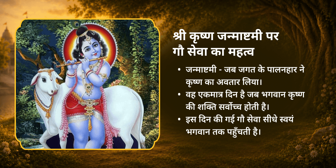 जन्माष्टमी श्री कृष्ण प्रिय 101 गौ माता महासेवा