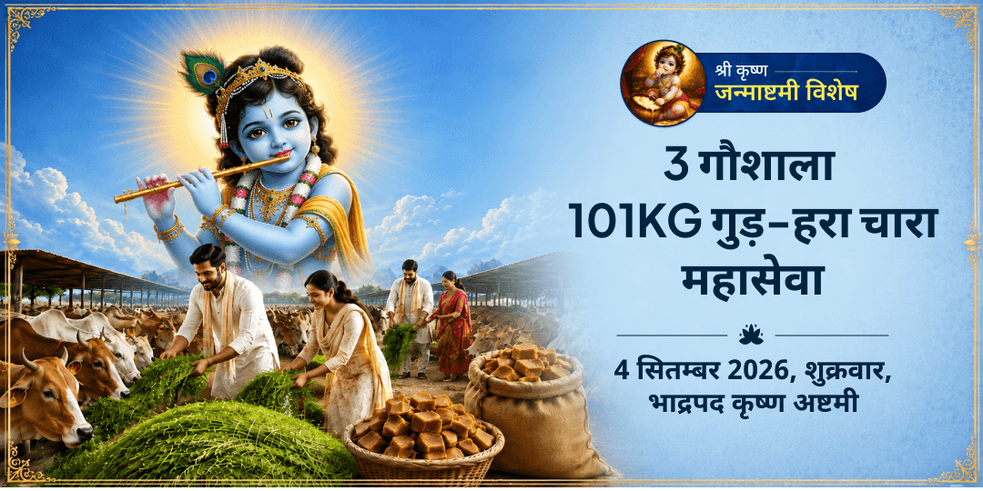 श्री कृष्ण जन्माष्टमी विशेष 3 गौशाला 101KG गुड़-हरा चारा महासेवा