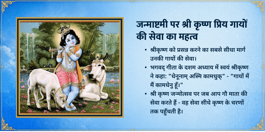 श्री कृष्ण जन्माष्टमी विशेष 3 गौशाला 101KG गुड़-हरा चारा महासेवा