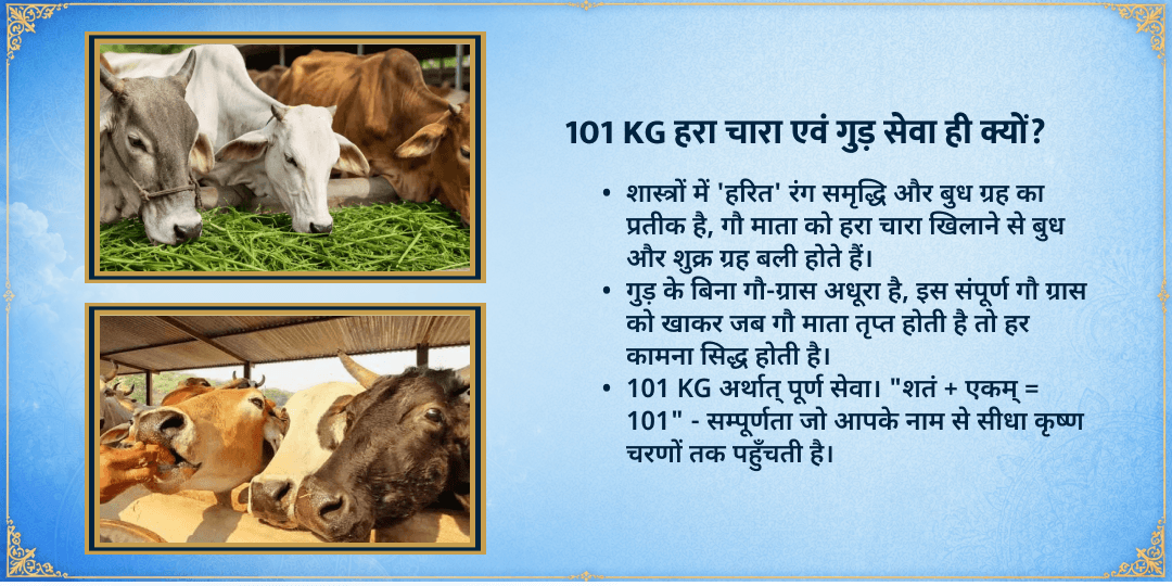 श्री कृष्ण जन्माष्टमी विशेष 3 गौशाला 101KG गुड़-हरा चारा महासेवा