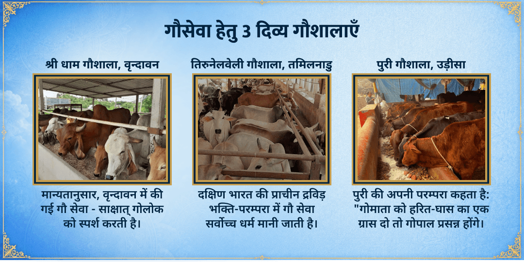 श्री कृष्ण जन्माष्टमी विशेष 3 गौशाला 101KG गुड़-हरा चारा महासेवा