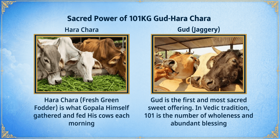 Janmashtami Special 3 Gaushalas 101KG Gud-Hara Chara Seva 