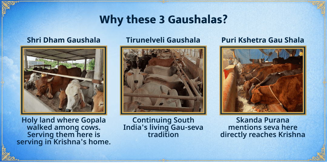 Janmashtami Special 3 Gaushalas 101KG Gud-Hara Chara Seva 