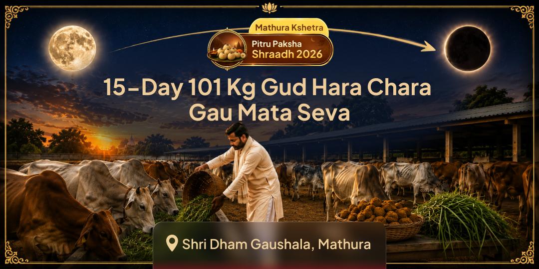 Book All 15 Days of Pitru Paksha Together! 101 Kg Daily Jaggery & Green Fodder Gau Mata Mahaseva at Mathura's Sacred Gaushala - Join Now!