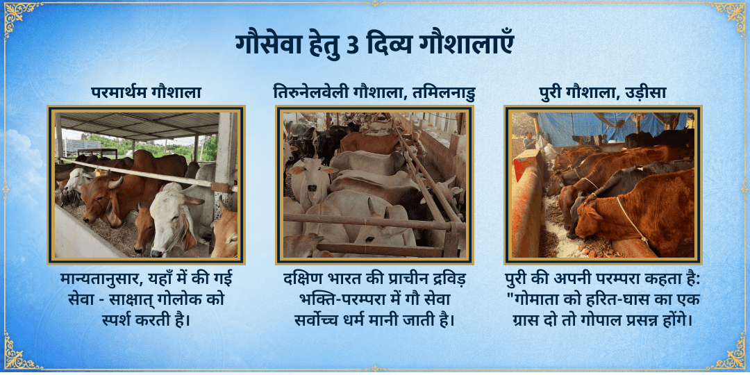 राधाष्टमी विशेष 3 गौशाला 101KG गुड़-हरा चारा महासेवा