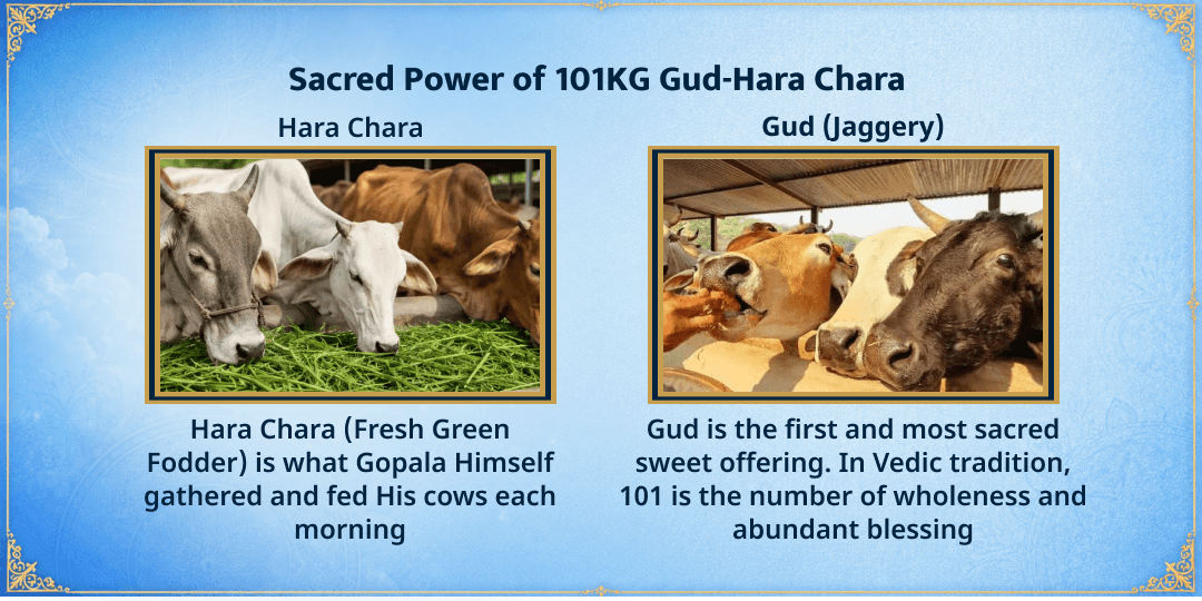 Radhashtami Special 3 Gaushalas 101KG Gud-Hara Chara Seva 