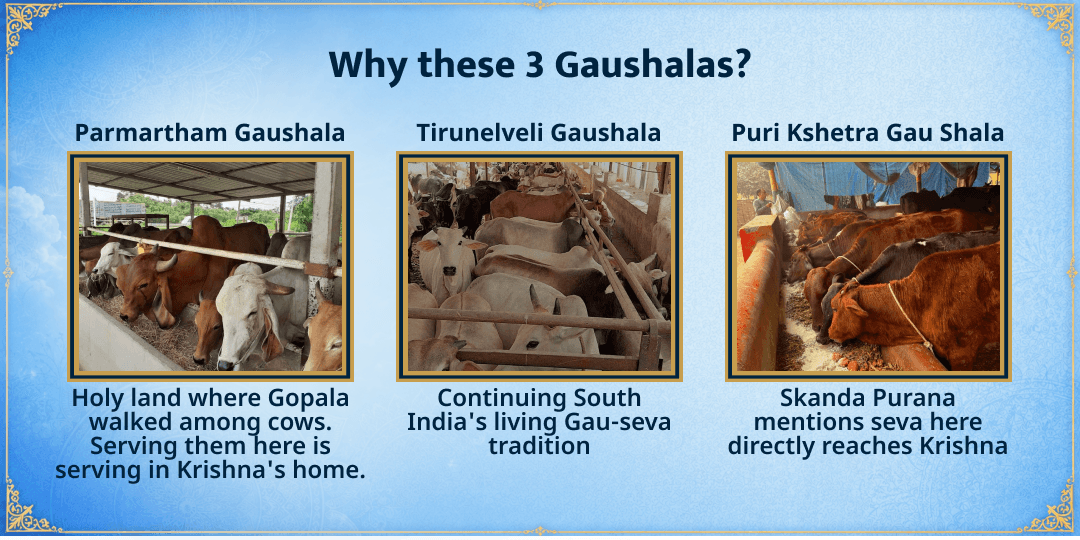 Radhashtami Special 3 Gaushalas 101KG Gud-Hara Chara Seva 