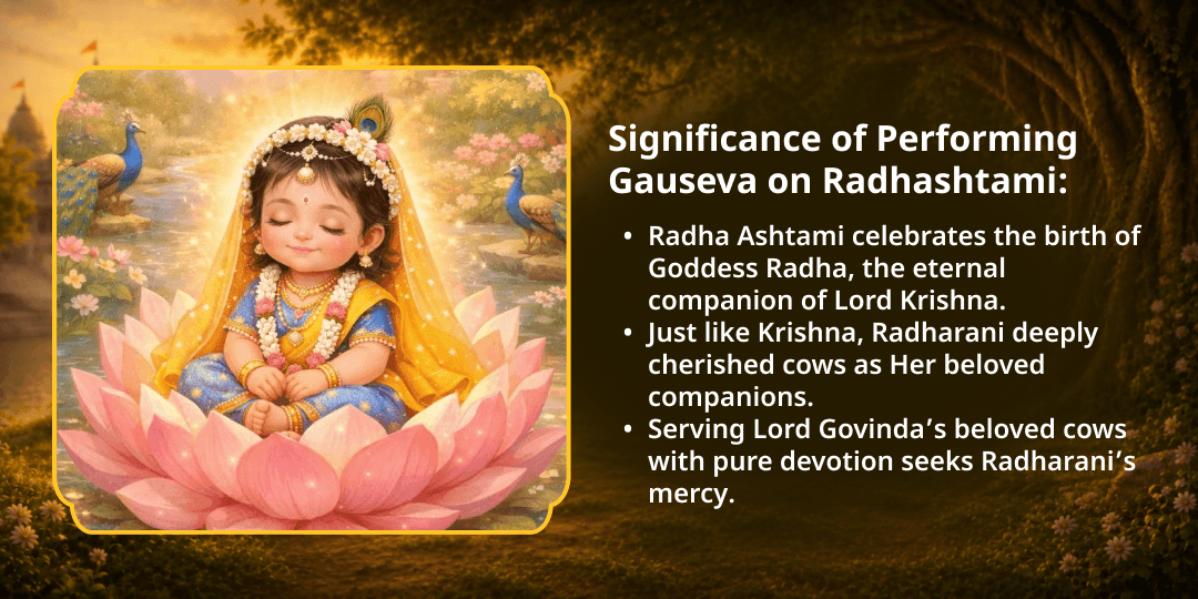 Radhashtami 101 Gau Mata Seva in Mathura