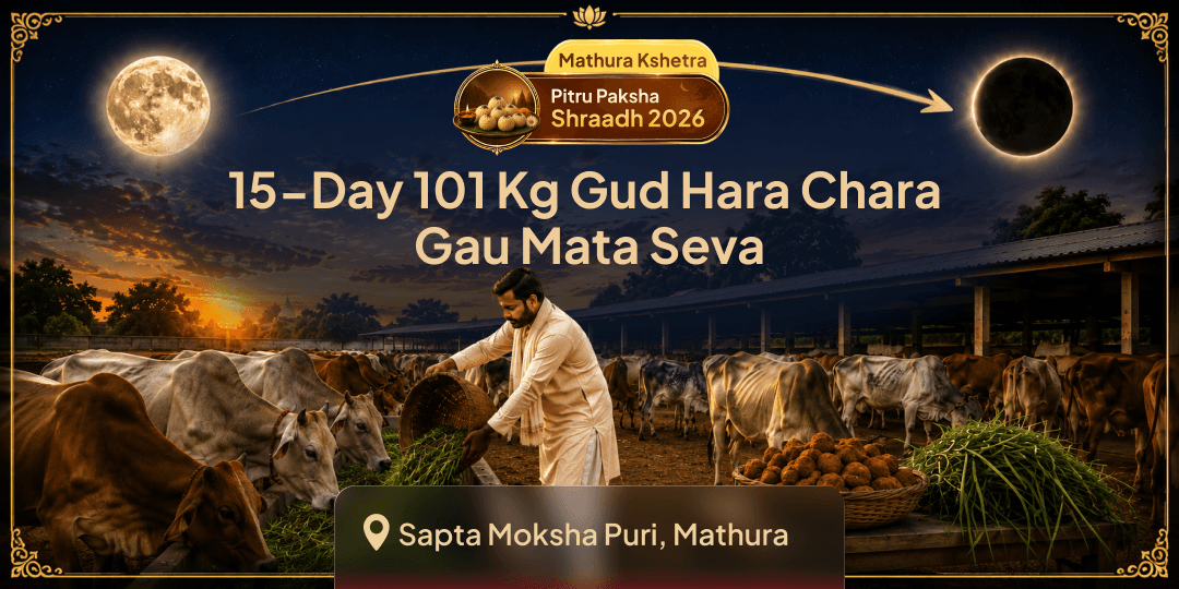 Book All 15 Days of Pitru Paksha Together! 101 Kg Daily Jaggery & Green Fodder Gau Mata Mahaseva at Mathura's Sacred Gaushala - Join Now!