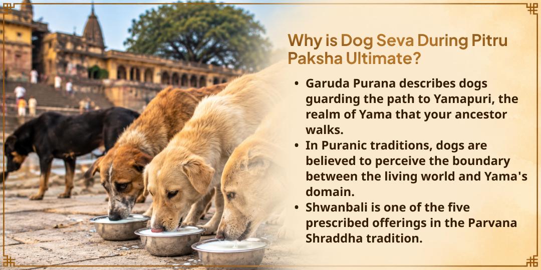 Pitru Paksha Shraddh Pitru Kalyan Shwan Bali Seva (Seva to Dogs)