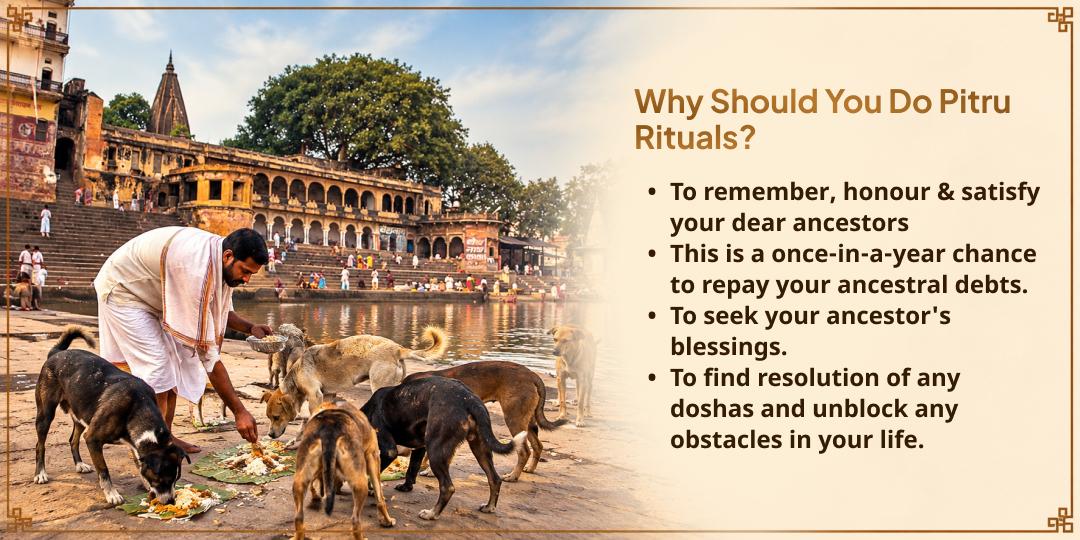 Pitru Paksha Shraddh Pitru Kalyan Shwan Bali Seva (Seva to Dogs)