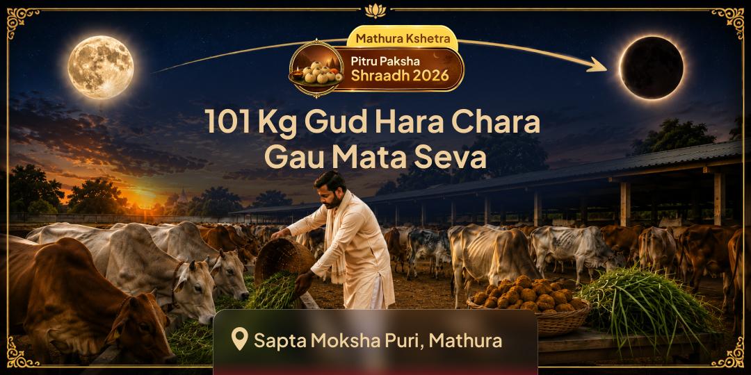 For Complete Pitru Paksha - 101 Kg Daily Jaggery & Green Fodder Gau Mata Mahaseva at Mathura's Sacred Gaushala - Join Now!