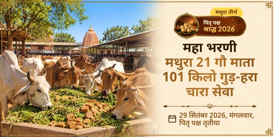 महा भरणी 21 गौ माता 101 किलो गुड़-हरा चारा सेवा, मथुरा