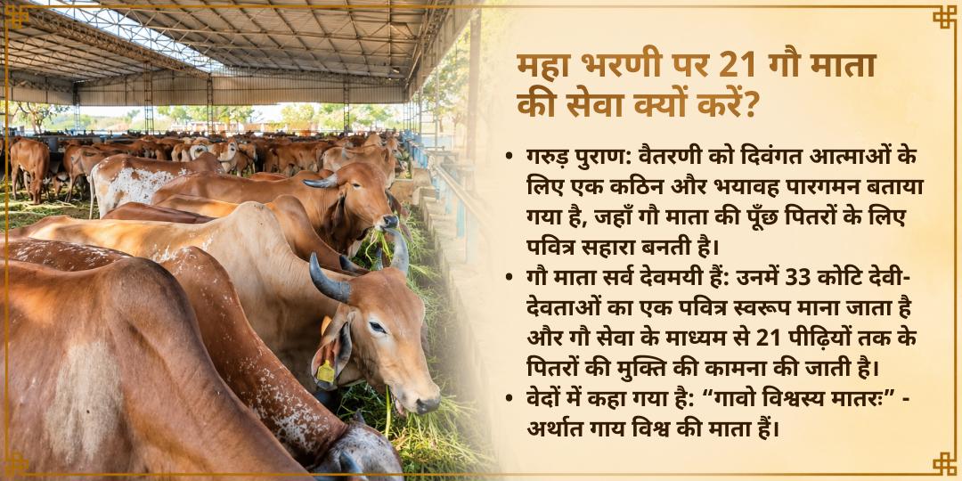 महा भरणी 21 गौ माता 101 किलो गुड़-हरा चारा सेवा, मथुरा