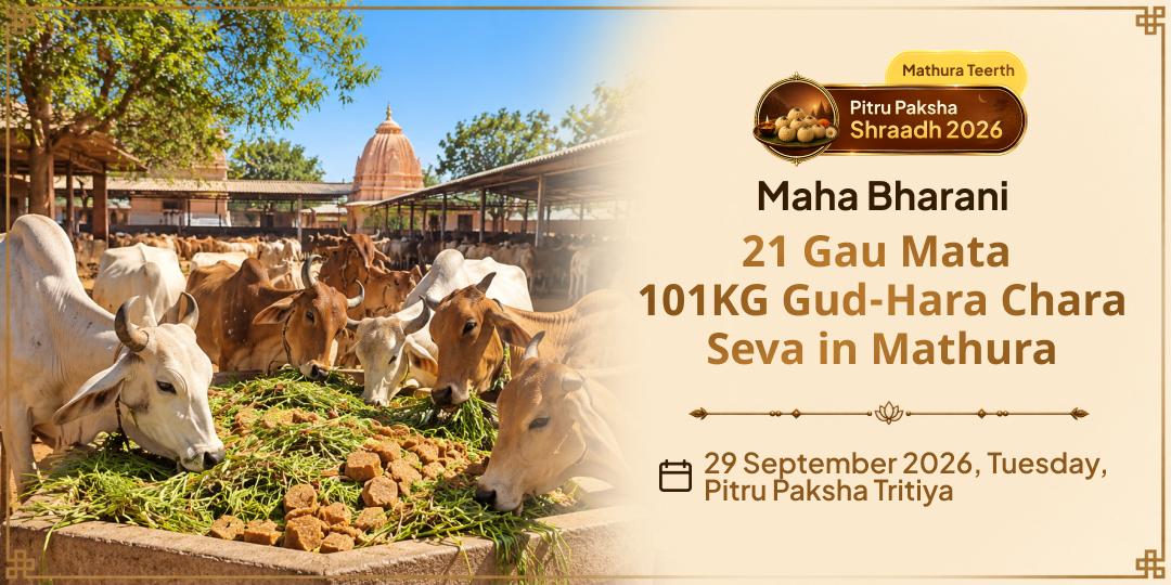 Maha Bharani 21 Gau Mata 101KG Gud-Hara Chara Seva in Mathura