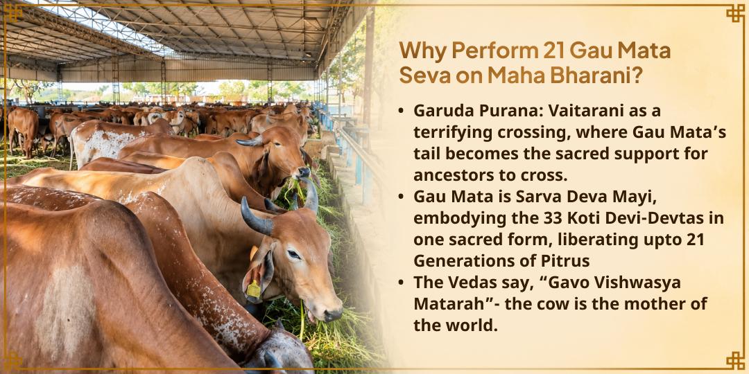 Maha Bharani 21 Gau Mata 101KG Gud-Hara Chara Seva in Mathura
