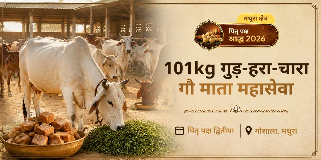 पितृ पक्ष में मोक्ष तीर्थ मथुरा की गोशाला में 101kg गुड़-हरा-चारा गौ माता महासेवा - वैतरणी पार, पितृ दोष शांति और पितरों की मुक्ति हेतु अभी सहभागी बनें!