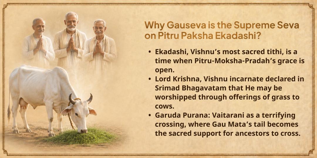 Pitru Paksha Ekadashi Moksha Teerth Mathura 101KG Gud-Hara Chara Gauseva