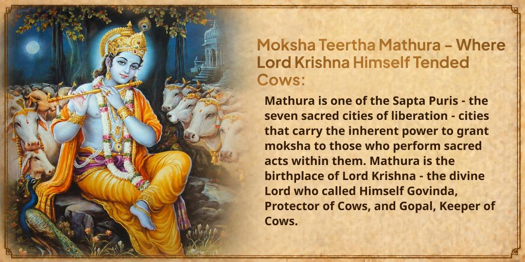 Pitru Paksha Ekadashi Moksha Teerth Mathura 101KG Gud-Hara Chara Gauseva