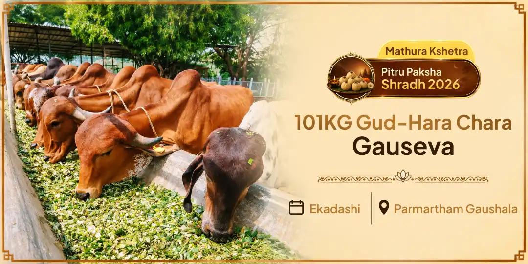 Feed 101KG of Gud-Hara Chara to Gau Mata at Mathura, Where Govinda Himself Once Tended Every Cow by Name - Book Now!