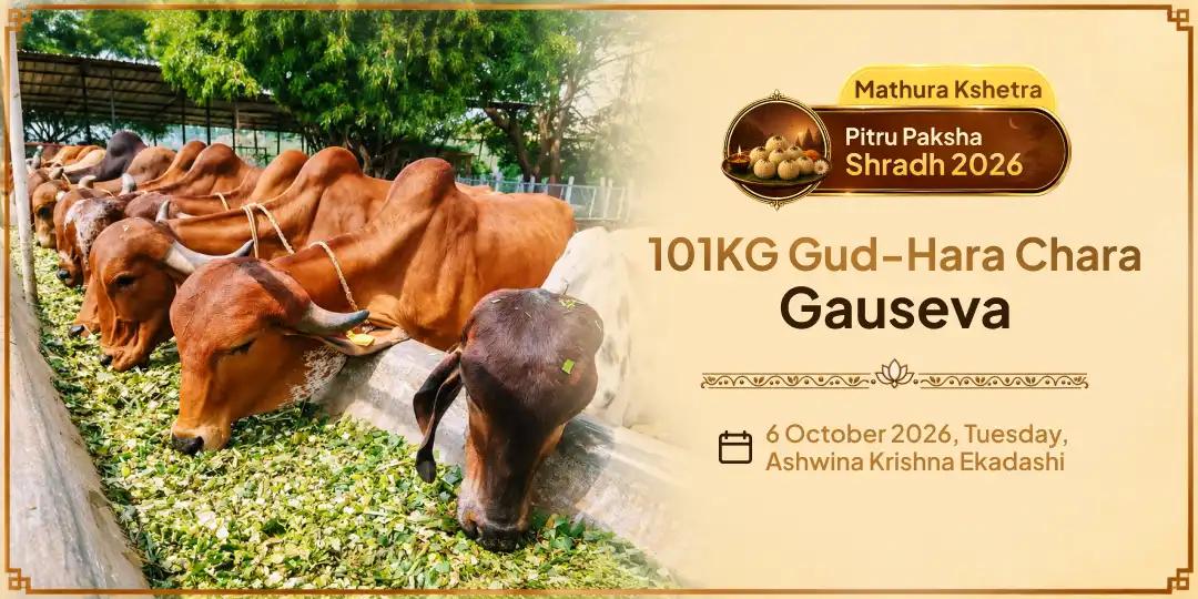 Pitru Paksha Ekadashi Moksha Teerth Mathura 101KG Gud-Hara Chara Gauseva