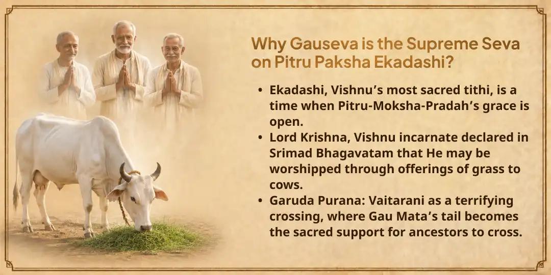 Pitru Paksha Ekadashi Moksha Teerth Mathura 101KG Gud-Hara Chara Gauseva