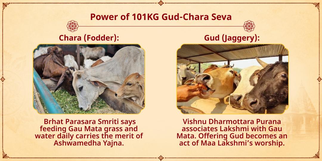 Maha Navratri 9 Days 101KG Gud-Chara Gauseva in Mathura