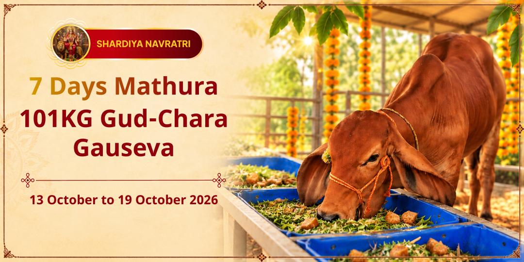 Maha Navratri 7 Days 101KG Gud-Chara Gauseva in Mathura