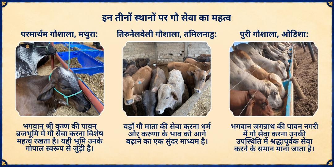 शरद रास पूर्णिमा विशेष 3 गौशाला 21 गौ माता संपूर्ण सेवा