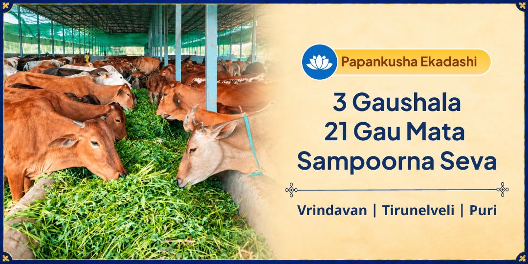 Gau Mata Has Given Milk, Nourishment and Care Every Single Day Without Ever Asking for Anything in Return. This Papankusha Ekadashi, Take Care of Her! 