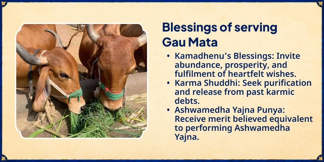 Papankusha Ekadashi Special 21 Gau Mata Sampoorna Seva 