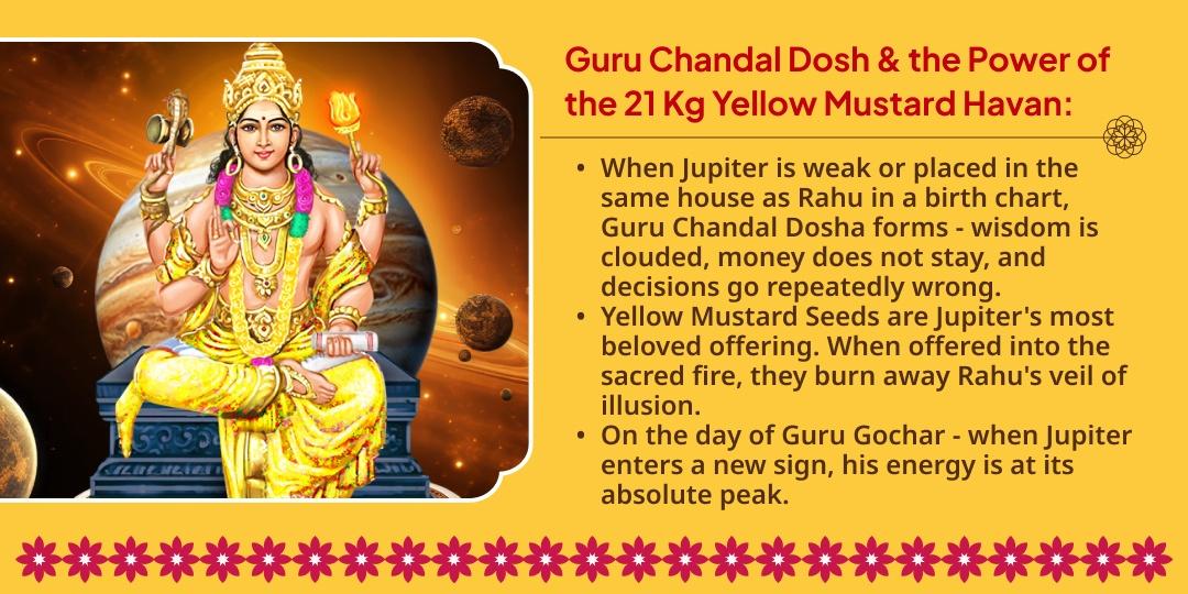 Guru Gochar Guru Chandal Dosh Shanti 21 Kg Yellow Mustard Seeds Havan Ahuti & Chadhava
